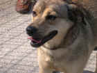 CINCIALLEGRA2.JPG (62998 byte)